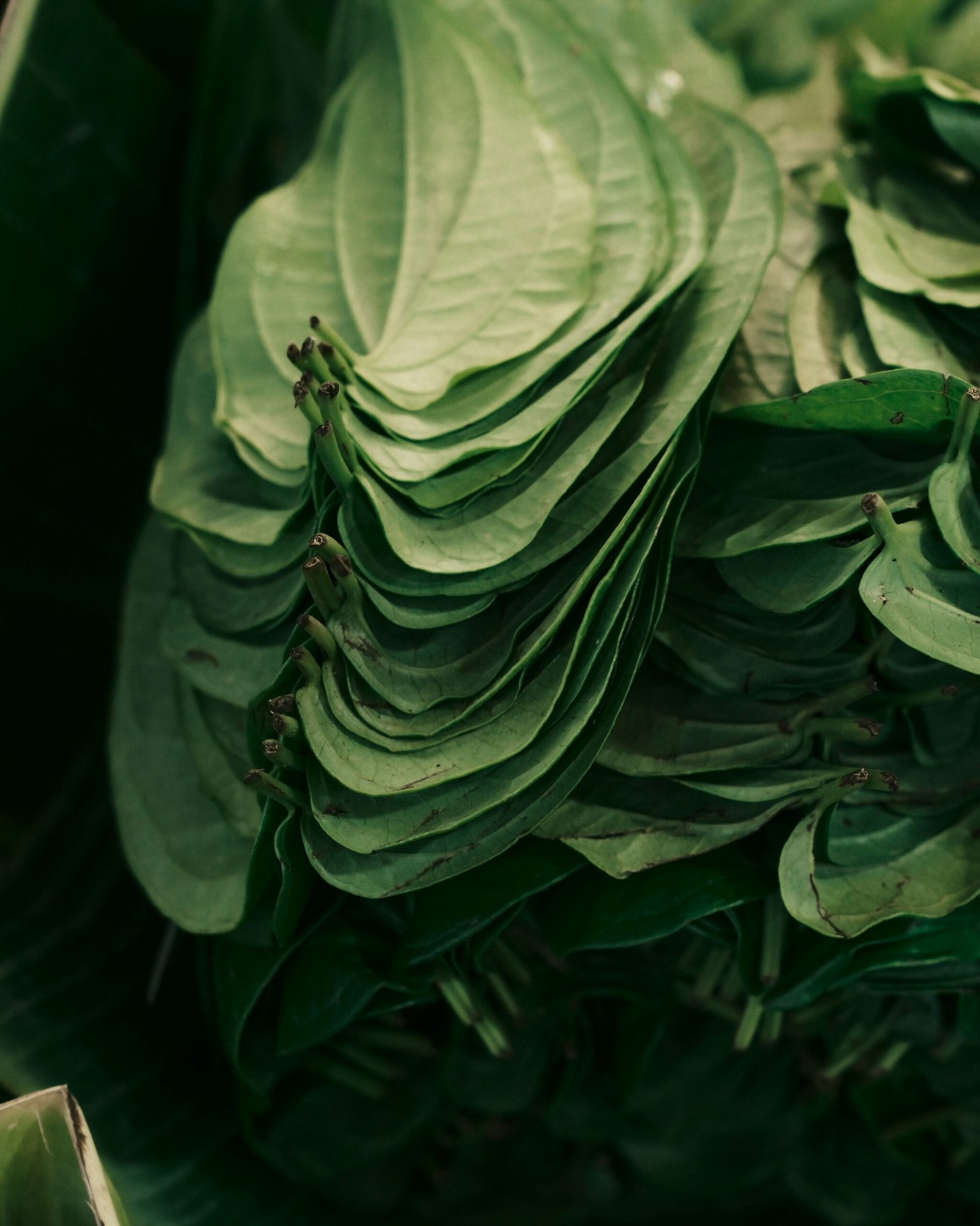 a close up of a bunch of green leaves